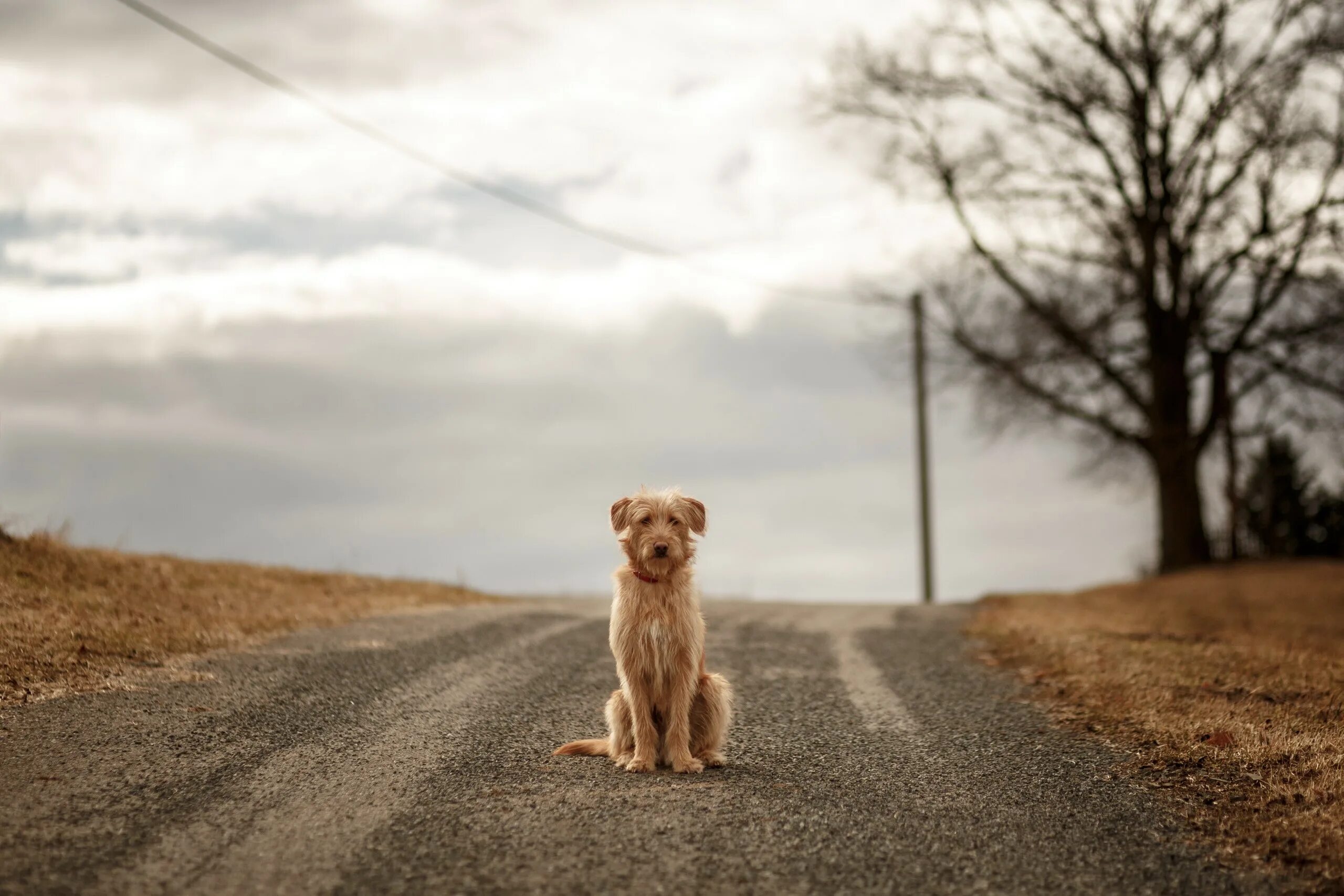 Фокстерьер. Иду и вижу собака. Мужчина гуляет с собакой. Иду и вижу собака. Дружба с собакой.