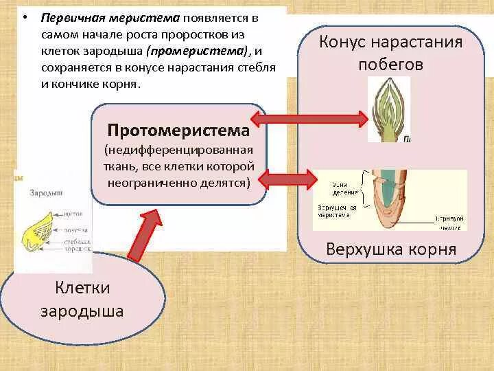 Первичные и вторичные меристемы. Меристема растений это. Первичная образовательная ткань. Вторичная образовательная ткань.