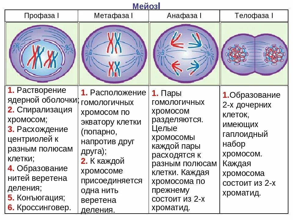 Амитоз интерфаза