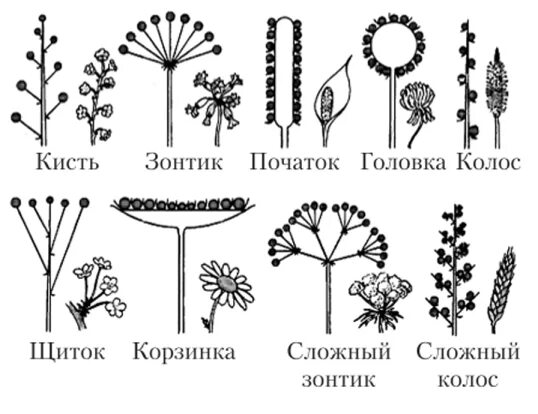 Схема соцветий кисть , Колос,початок. Соцветие полузонтик. Соцветие сложный Колос схема. Соцветие сложный Колос метелка початок.