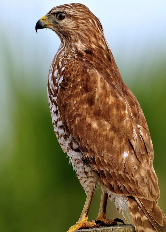 Краснохвостый Сарыч. Ястреб пустельга Подмосковья. Red-shouldered Hawk. Соколы пустельги Подмосковья.