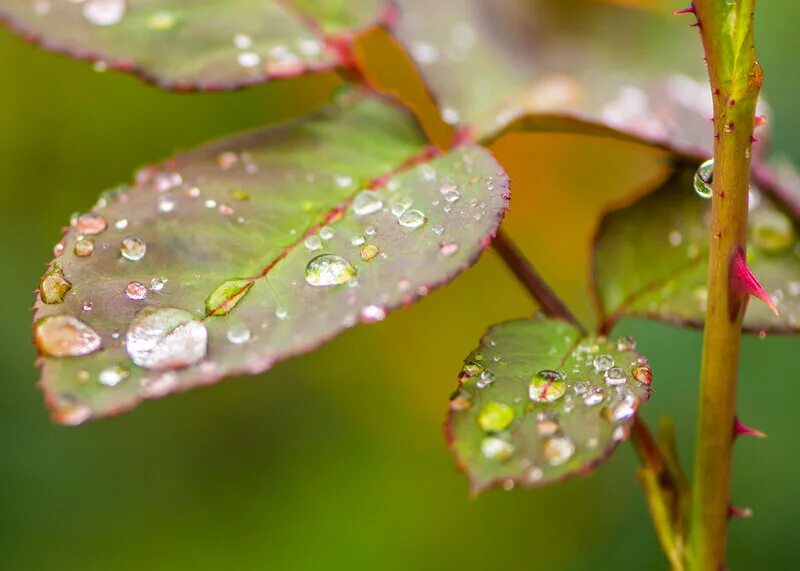 Природа после дождя. После дождя макро. Роса на цветах.