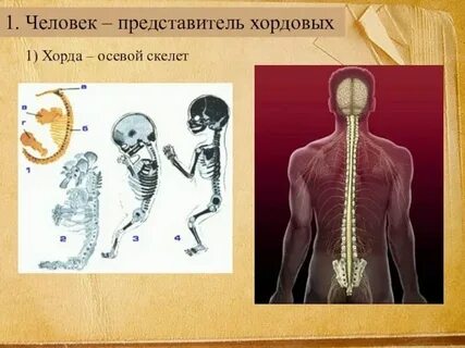 Осевой скелет хорда