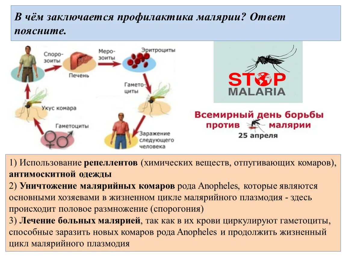 Можно ли считать человека окончательным хозяином малярийного. Меры профилактики малярийного плазмодия. Профилактические меры против малярийного комара. Профилактика заражения малярией. Малярия меры профилактики заболеваний.