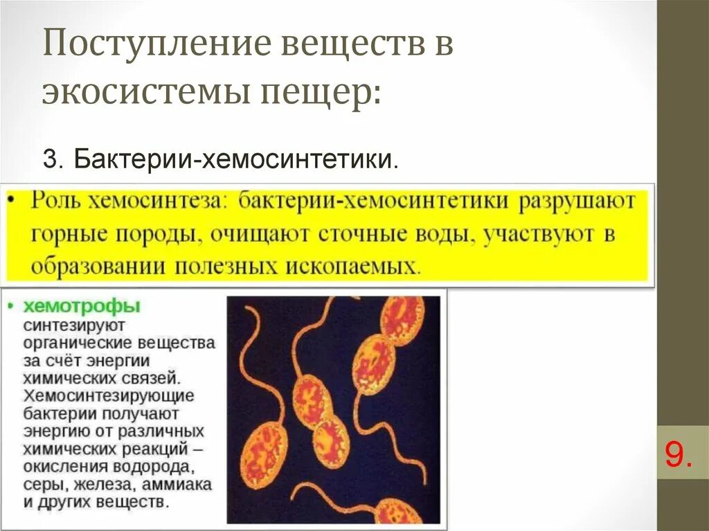 Хемосинтезирующие бактерии характеризуются. Хемосинтезирующие бактерии функции. Роль хемосинтезирующих бактерий. Роль хемосинтезирующих бактерий в экосистемах. Хемосинтезирующие бактерии в экосистеме.