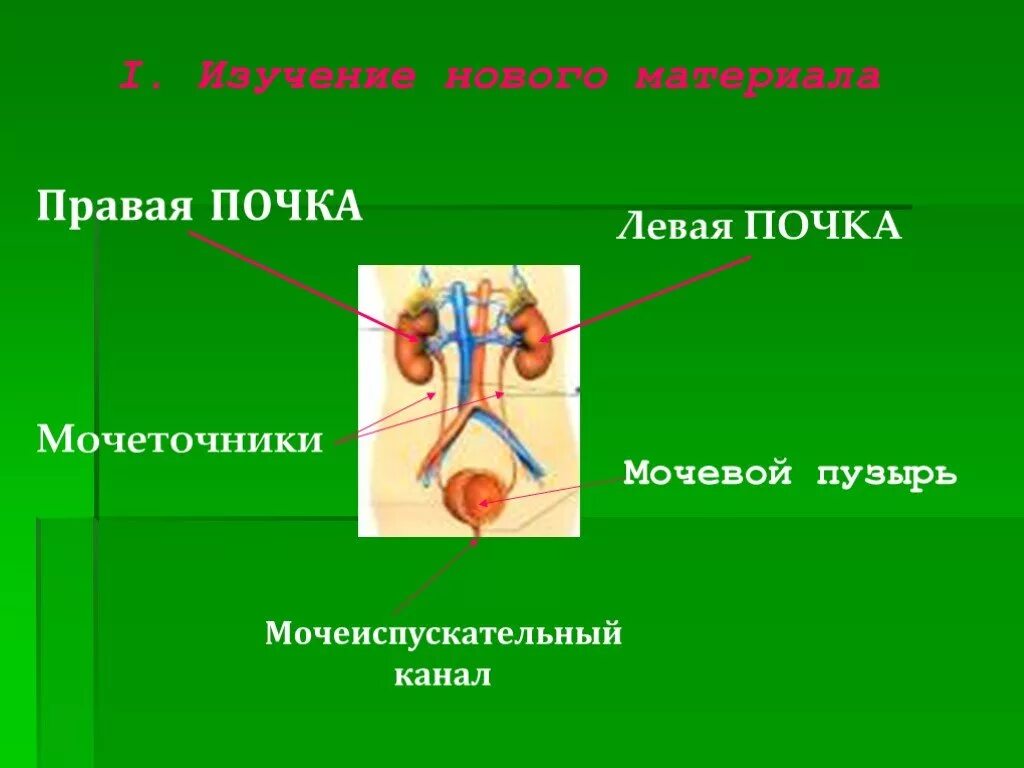 Анатомия 8 класс Мочеполовая система. Мочевыделительная система презентация 8 класс биология. Строение мочевыделительной системы человека. Профилактика заболеваний выделительной системы. Мочевыделительная система презентация 9 класс