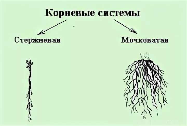 У двудольных растений мочковатая корневая система. Стержневая и мочковатая корневая система. Растения с мочковатой корневой системой. Строение корня. Строение корня растения.