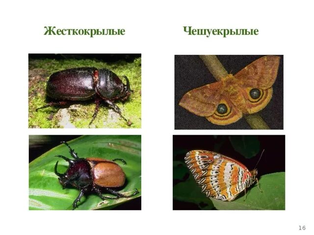 Превращение жесткокрылых насекомых. Жизненный цикл жесткокрылых жуков. отряд жесткокрылые представители. жесткокрылые жесткокрылые. развитие жесткокрылых насекомых.