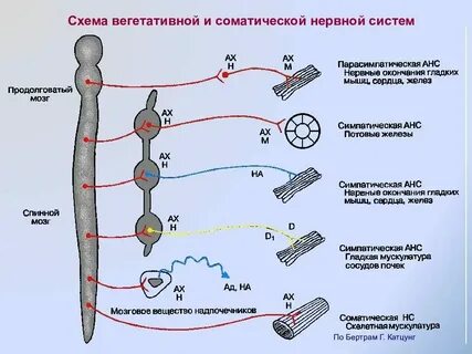 Соматическая и вегетативная работа сердца