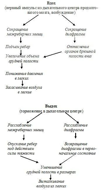 Дыхание таблица 8 класс биология. Последовательность процессов вдоха и выдоха. Вдох последовательность процессов. Процессыпроходящие при выдохе. Процессы проходящие при выдохе.