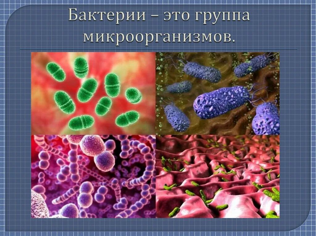 Почему бактерии живые. Микроорганизмы это. Биология микробы. Микроорганизмы биология. Микробы в организме человека.