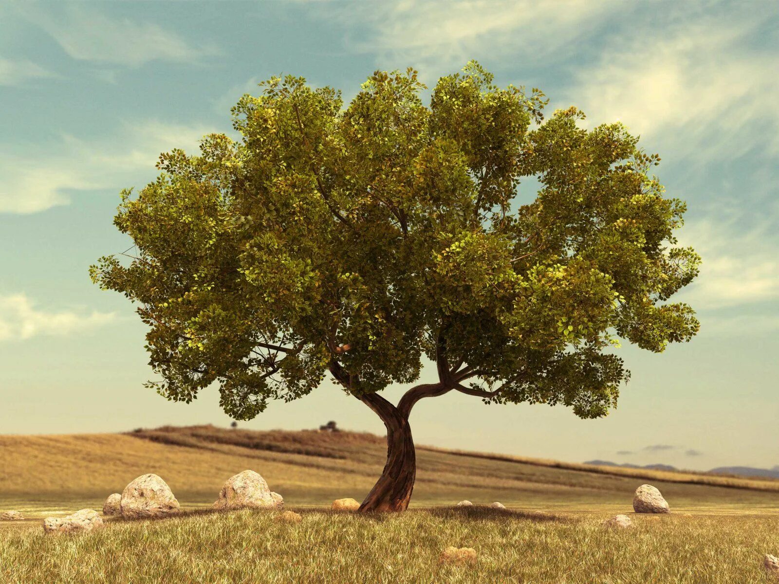Ml tree