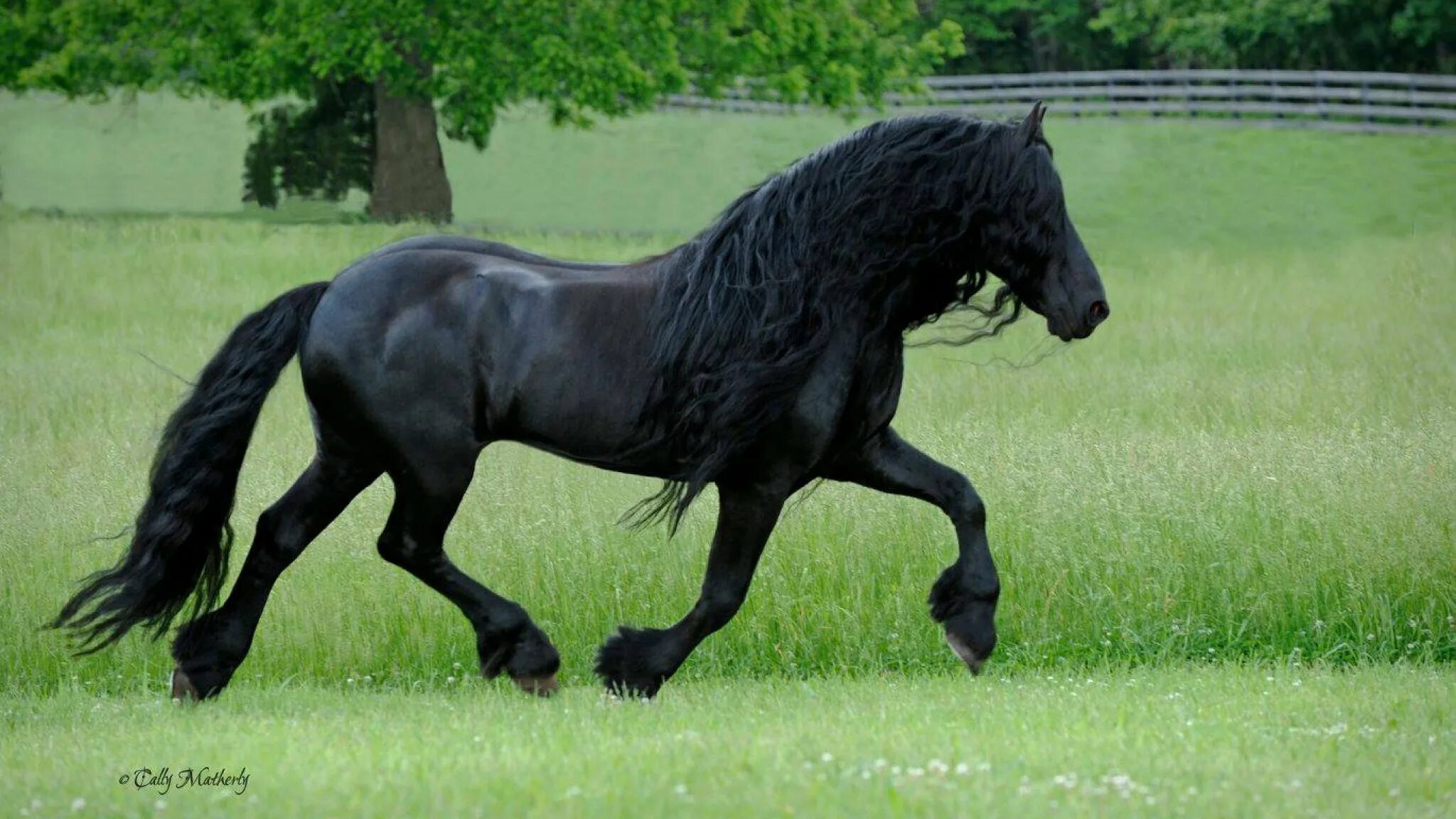 Фредерик Великий Фризская лошадь. Фриз Фризская лошадь. Фризская лошадь гнедая.