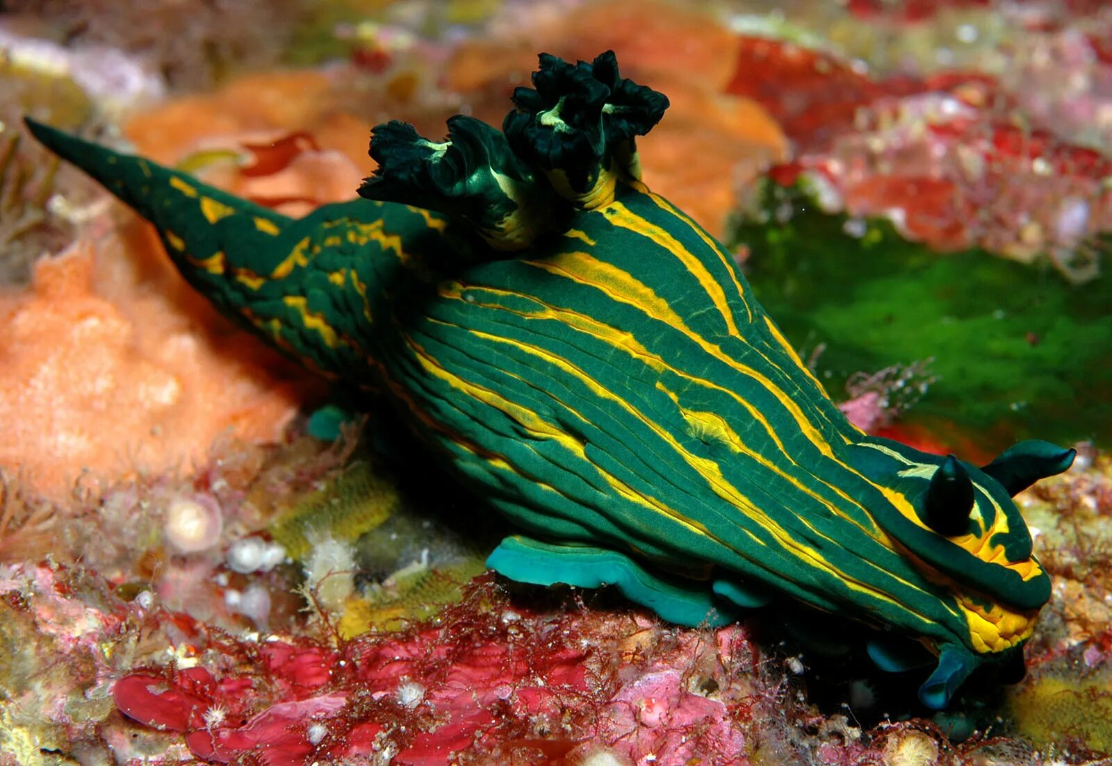 Глубоководный морской слизень. Морской слизень pseudoliparis. Рыба марианский липарис. Голубой морской слизняк. Рыба призрак батилихнопс.