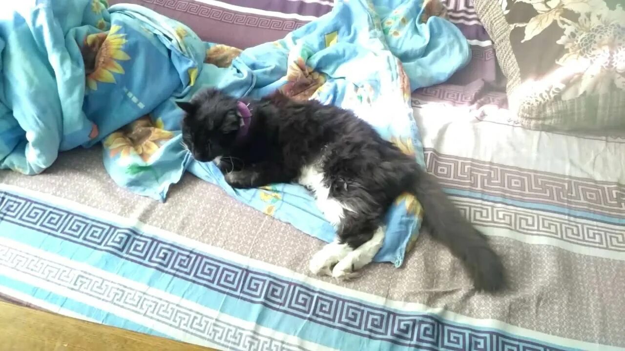 Кошка после падения с высоты