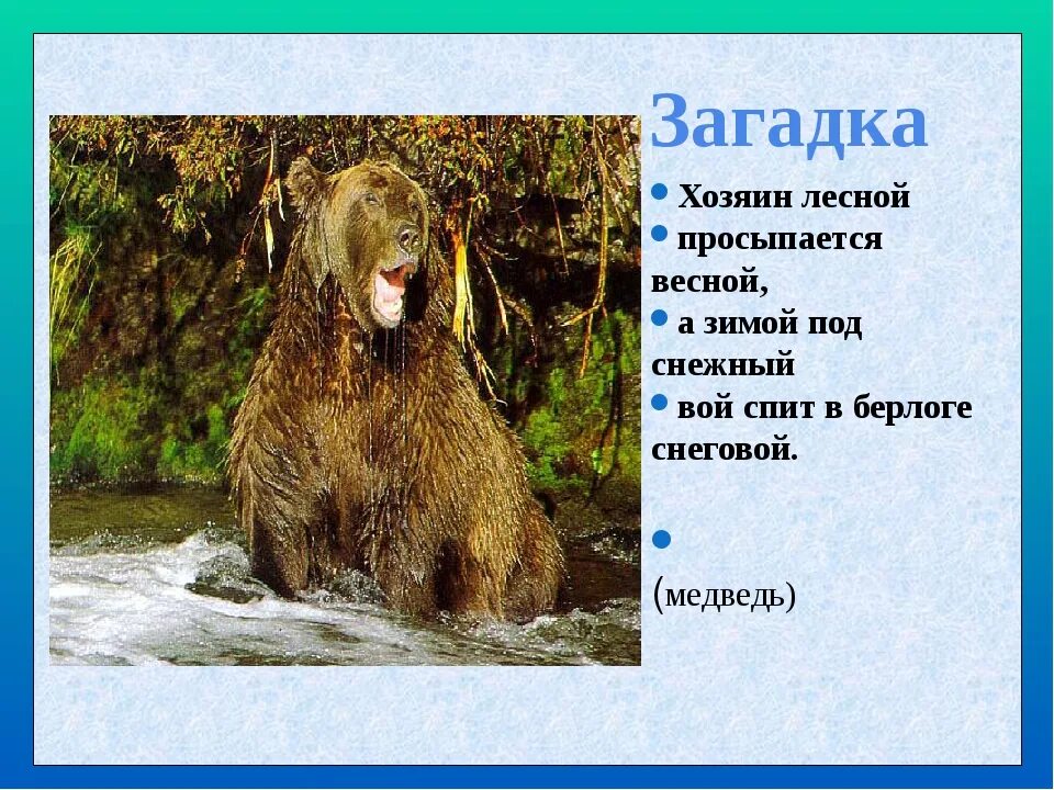 Сочинение описание по картине камчатский бурый медведь. Загадка про медведя. Загадка про медведя для детей. Загадка про бурого медведя. Загадки на тему медведь.