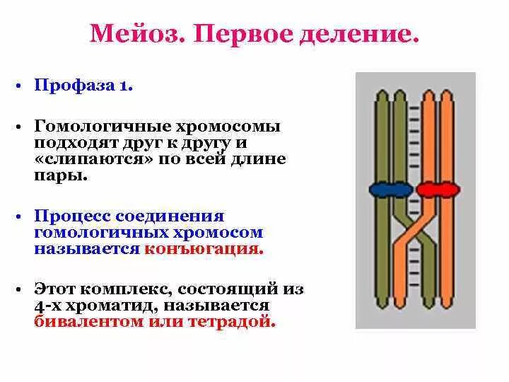 При мейозе расхождение гомологичных хромосом происходит в. Конъюгация гомологичных хромосом в мейозе. Конъюгация профаза 1. Конъюгация гомологичных хромосом в мейозе 1. Мейоз 1 кроссинговер и конъюгация.