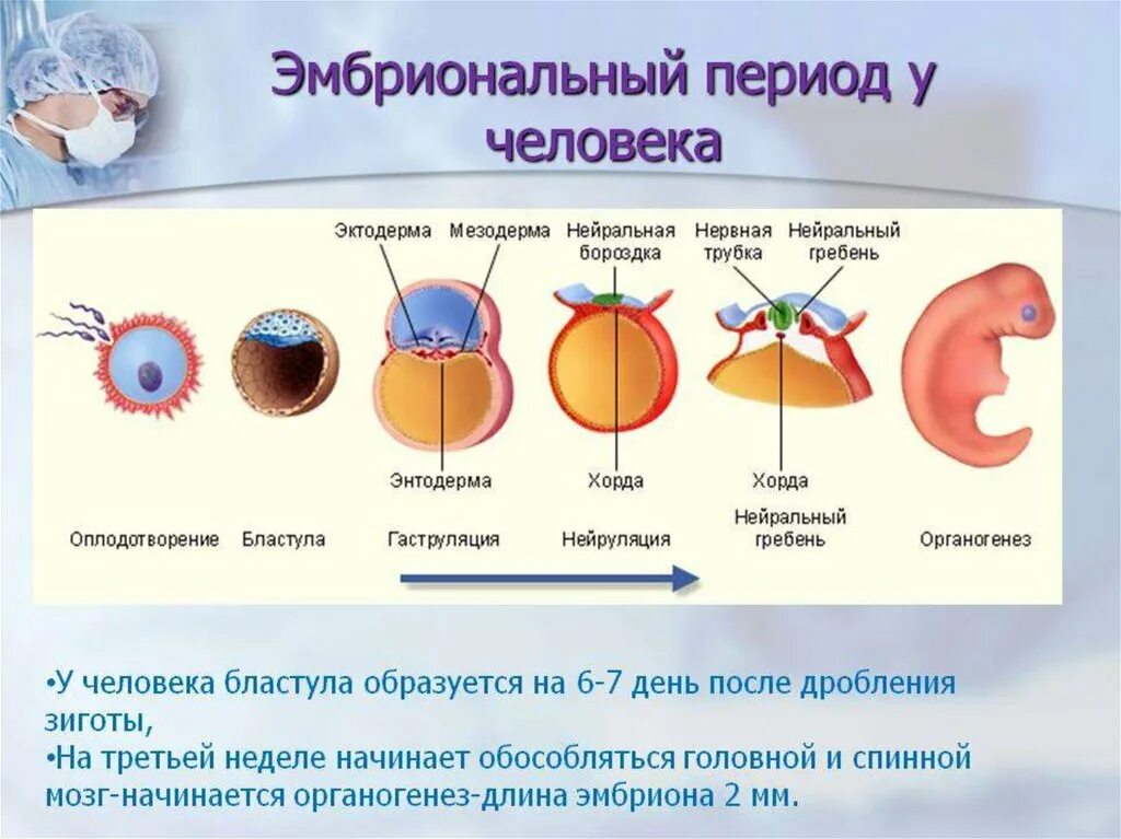 У представителей какого класса развитие зародыша. Стадии эмбрионального развития человека. Онтогенез бластула гаструла. Эмбриональное развитие человека: этапы, периоды. Этапы внутриутробного развития зародышевый.