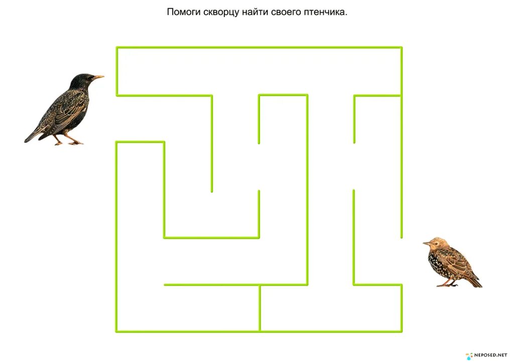 обыкновенный скворец (sturnus vulgaris). птицы весной для дошкольников. перелетные птицы для дошкольников. дорожки птицы. найди скворца.