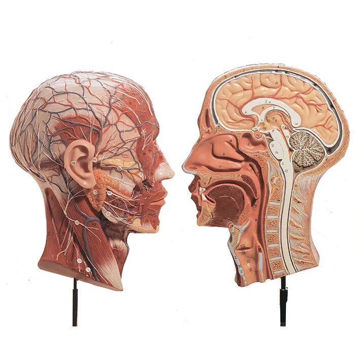 Нос и головной мозг. Нос и мозг красивая картинка. Poster with half head.