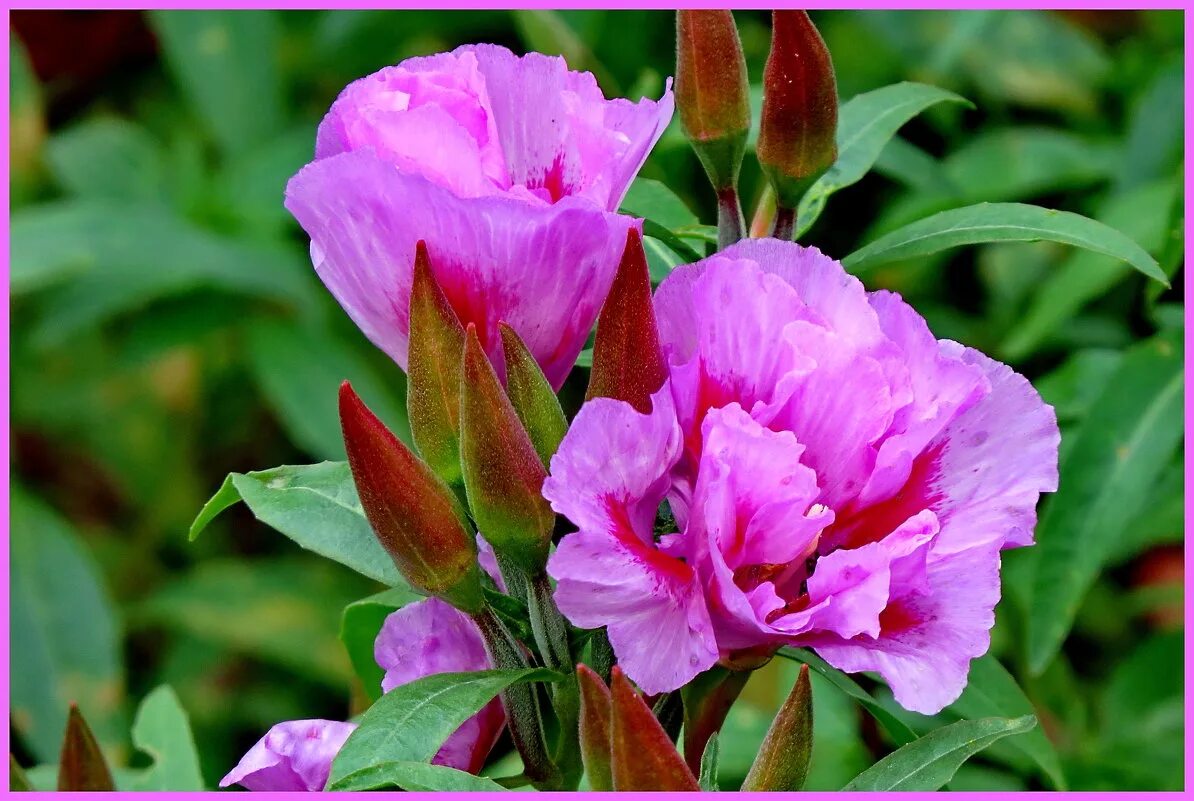 годеция уход. цветы годеция монарх. кларкия годеция. цветы годеция. цветы годеция монарх.