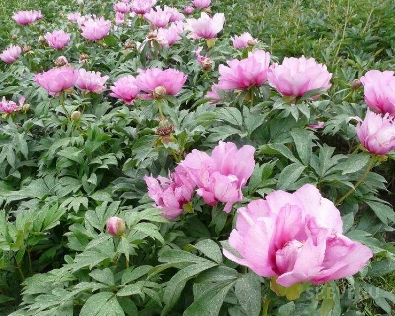 Пион ферст. Пион Ферст арривал. Пион Itoh first arrival. Paeonia (пион) ) first arrival (Itoh). Пион Ито фест арривал.