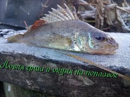 Где поймать ерша