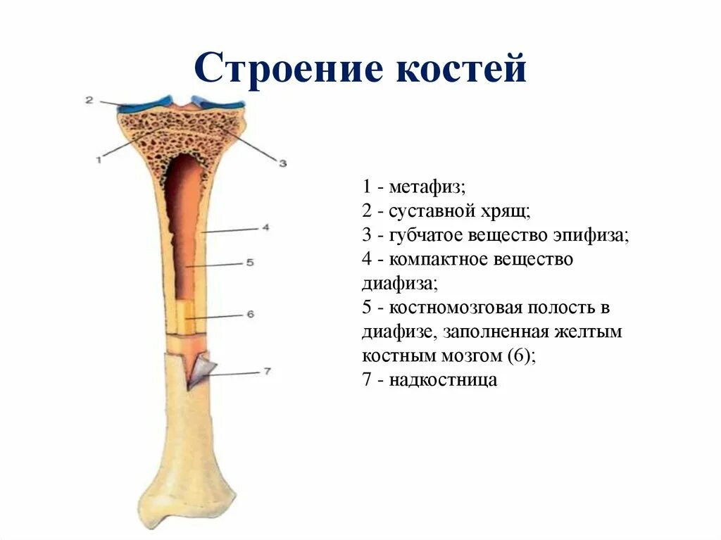 Какая структура обеспечивает кости в ширину. Трубчатая кость строение метафиз. Строение трубчатой кости и их функции. Строение трубчатой кости рис. Рис 13 строение трубчатой кости.