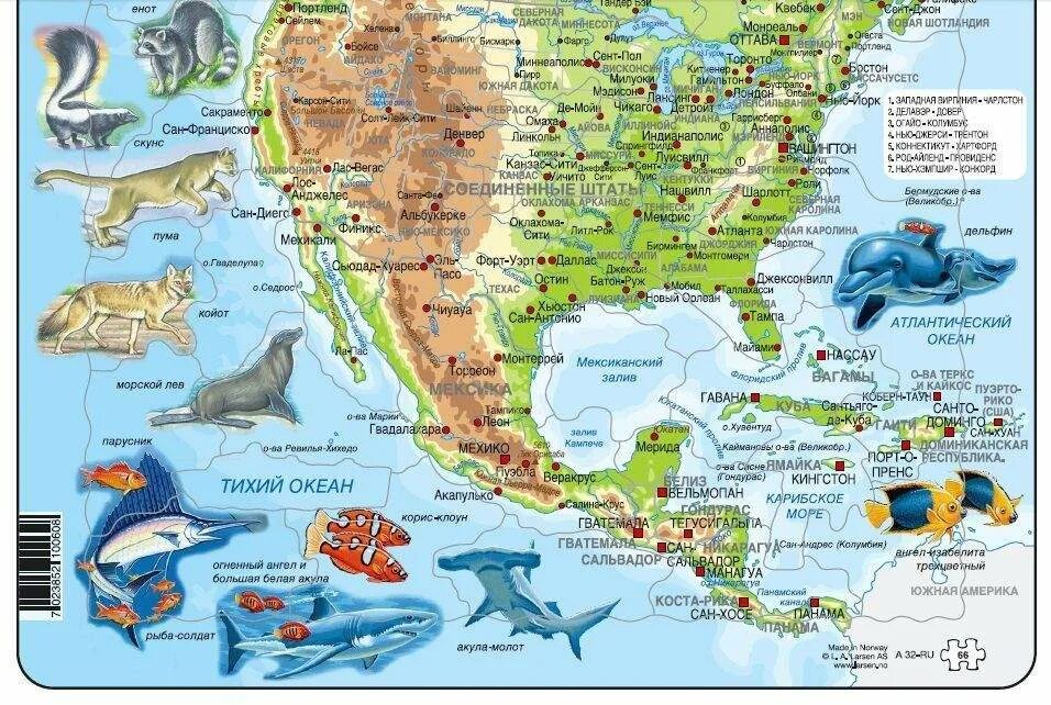 Карта Северной Америки с животными. Животный мир Северной Америки на карте. Обитатели Северная Америка Континент. Животный мир материка северная америка