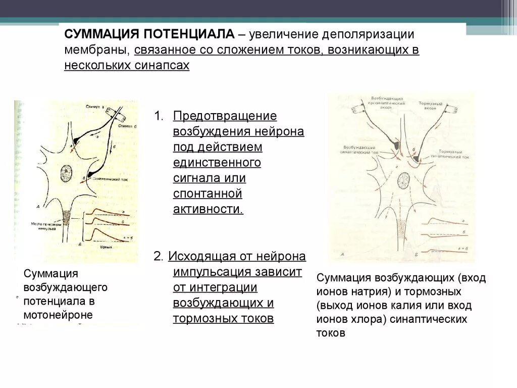 Процесс возбуждения нервных клеток. Деполяризация мембраны в нервных. Деполяризация мотонейронов. Возбуждение и торможение нейронов. Суммация потенциалов.