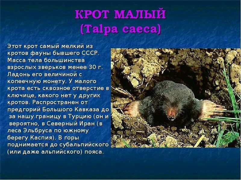 Вред крота. Крот для презентации. доклад про крота. презентация на тему крот. рассказ про крота.