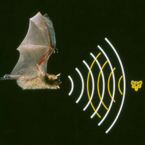 Летучая мышь эхо. Рукокрылые эхолокация. Эхолокация летучих мышей. To go to bat for pictures. Лохотция летучий мишей.
