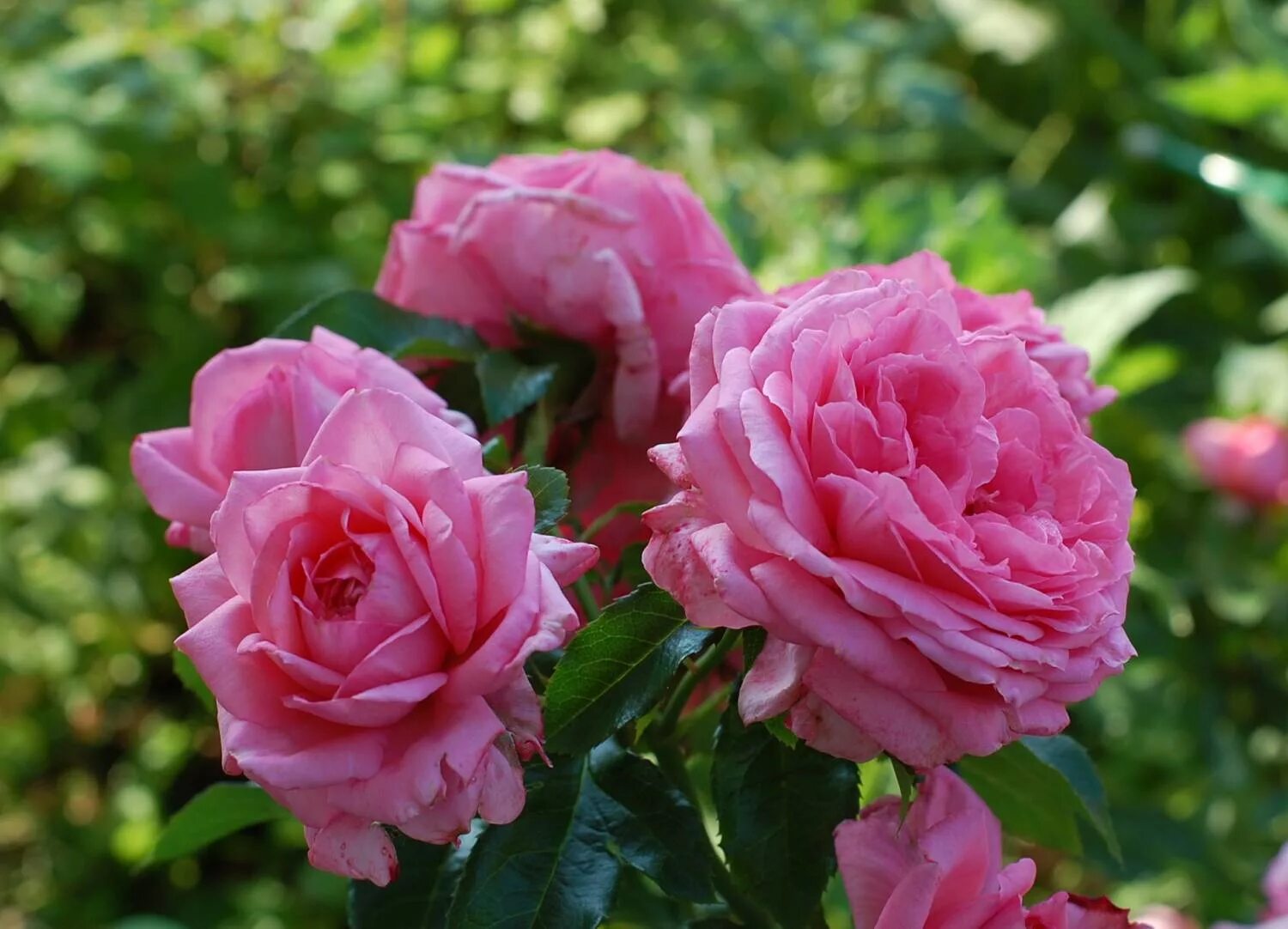 Роза ля роз де молинард. Ля ля розовый. Роза сорт роуз де молинард. Роза ля роз де импрессионист. Ля ля розовый.