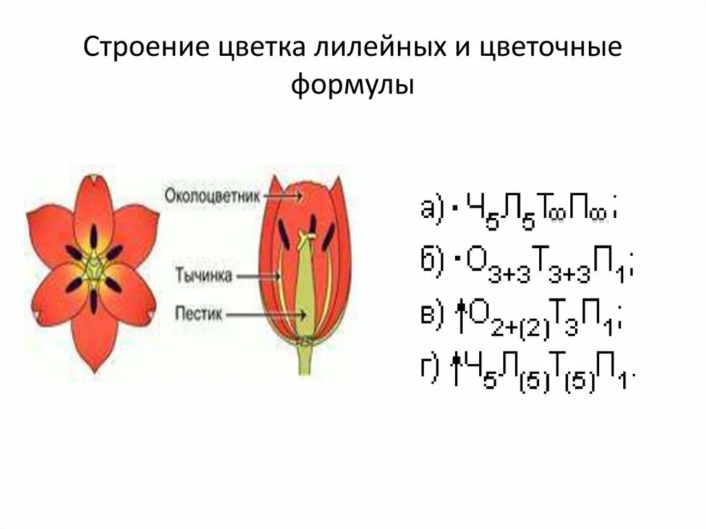 Какая формула цветка лилейных. Семейство Лилейные строение цветка формула. Формула цветка лилейных 6 класс биология. Семейство Лилейные строение цветка. Строение лилейных растений формула.