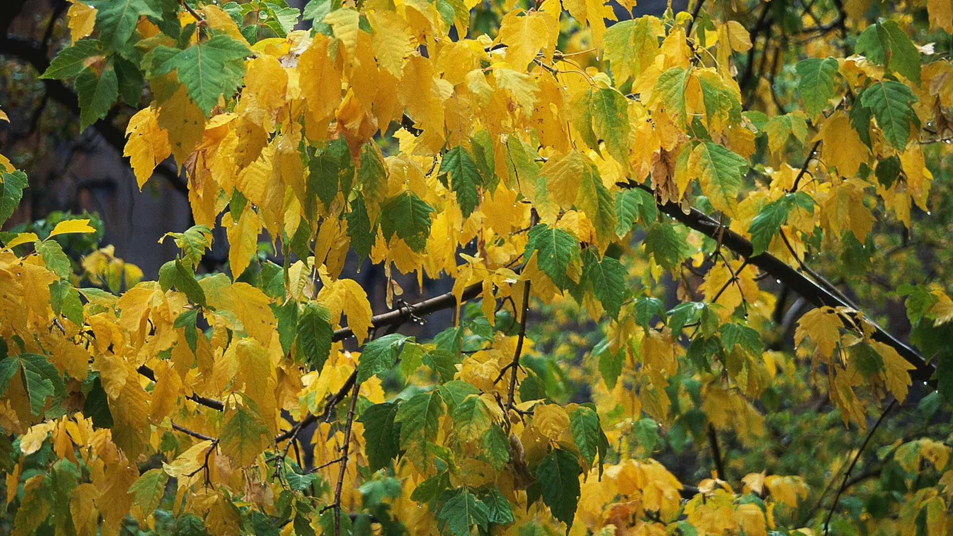 Березка пожелтела. Береза осенью. Берёза жёлтая. Жёлтый лист осенний. Осенние листья березы.