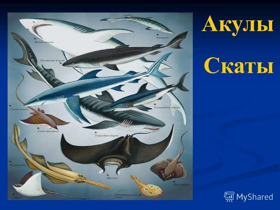 хрящевые рыбы скаты. акулы и скаты костные рыбы. акулы и скаты костные рыбы. класс хрящевые рыбы. акулы и скаты костные рыбы.