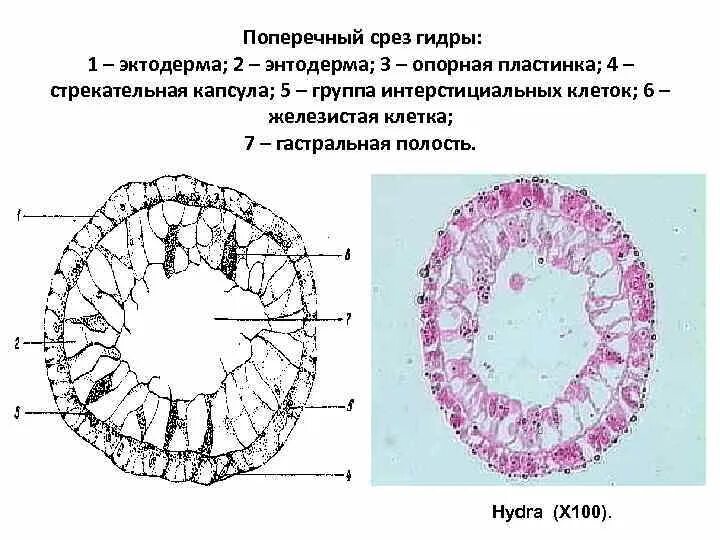 Группа срез. Продольный срез гидры. Поперечный срез гидры строение. Продольный разрез пресноводной гидры. Строение гидры продольный срез.