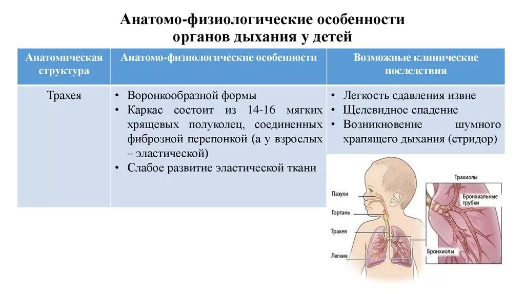 Анатомо физиологический аппарат предназначенный для приема. Афо дыхательной системы новорожденного. Афо системы дыхания у детей. Характеристика Афо органов дыхания. Анатомо физиологические характеристики трахеи.