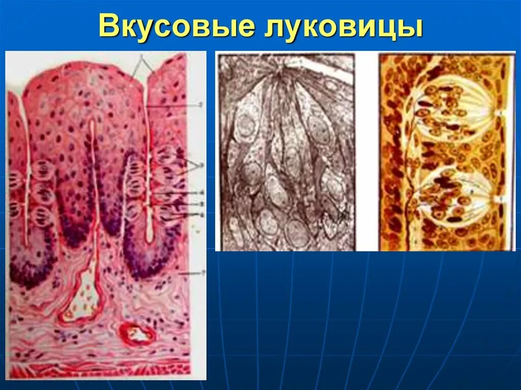 Строение вкусовой луковицы гистология. Вкусовая почка гистология. Строение вкусовой почки гистология. Вкусовая луковица гистология. Вкусовая луковица гистология.