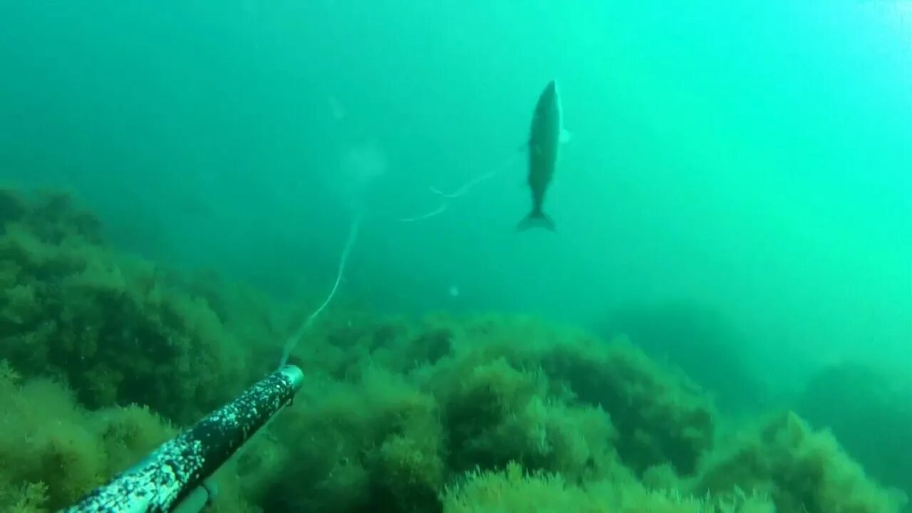 Подводная охота на кефаль в черном море. Подводная охота в Крыму. Подводная охота на пеленгаса в Азовском море. Подводное ружье на кефаль. Ловля кефали в море