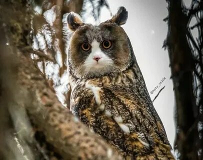 Неясные животные
