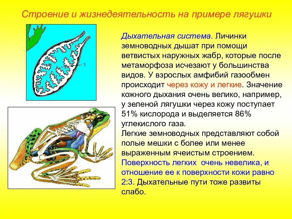 Тип дыхания наземных позвоночных. Надкласс земноводные. наземных позвоночных. надкласс позвоночных. органы дыхания лягушки.