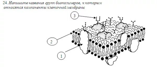 Схема строения клеточной мембраны. Биологической мембраны гликокаликс. Строение мембраны клетки рисунок. Структура плазматической мембраны схема.