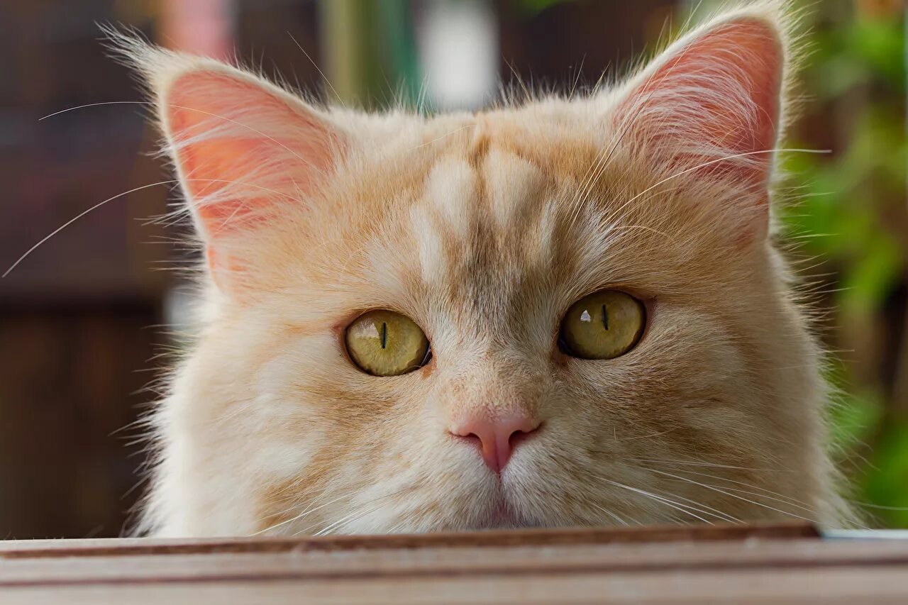 Следующий морда. Коты. кошка крупным планом. морда кошки. милая морда кота.