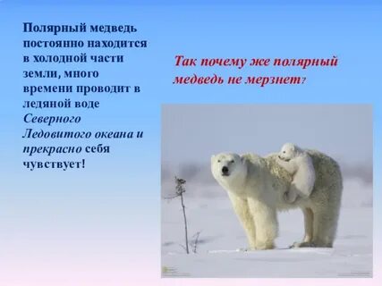 Почему белый медведь белый