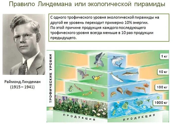 Решение экологических задач по биологии. Закон Линдемана правило 10 процентов. Правило экологической пирамиды Линдемана. Пирамида Линдемана экологическая. Правило Линдемана биология 10 класс.