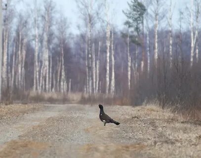 Валежник птица