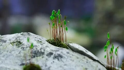 Камень благодати