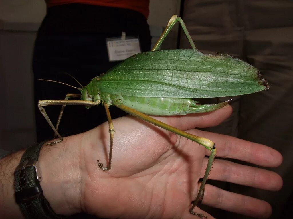 Гигантский Длинноногий кузнечик (giant Malaysian Katydid). Siliquofera Grandis. Малазийский листовидный кузнечик. Силикофер кузнечик. Богомол можно есть