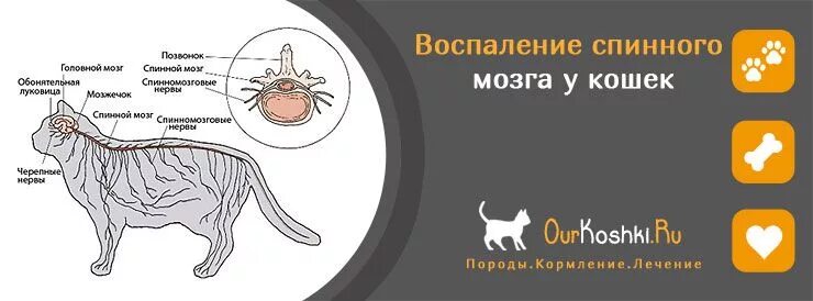 Мозг кошки. Воспаление спинного мозга у кошек. Нервная система кошки. Спинной мозг кошки.